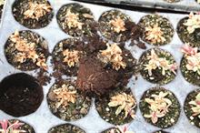 Phytophthora root rot - image: Dove Associates